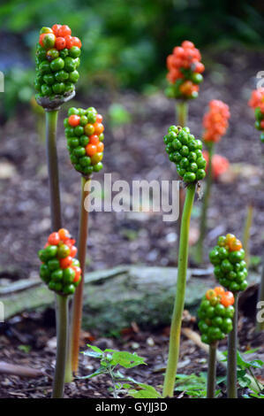 The Berries on an Italian Arum (Arum italicum) Plant ( Lords & Ladies or Orange Candleflower) at RHS Garden Harlow Carr. Stock Photo