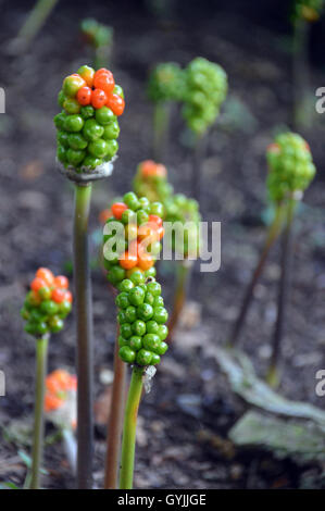 The Berries on an Italian Arum (Arum italicum) Plant or Lords and Ladies or Orange Candleflower at RHS Garden Harlow Carr. Stock Photo