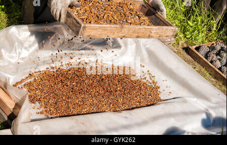 man sifting through a sieve fresh ripe pine nuts, hands closeup Stock Photo