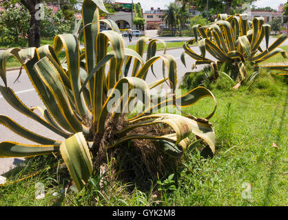 Agave americana 'Marginata aurea' (American Century Plant) in the Playa area of Havana, Cuba. Stock Photo