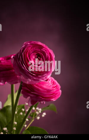 Three pink persian buttercup on dark vertical Stock Photo
