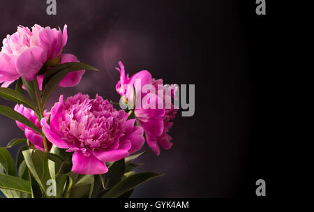 Three pink peony flower on dark background