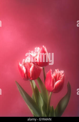 Three red tulips on pink background Stock Photo