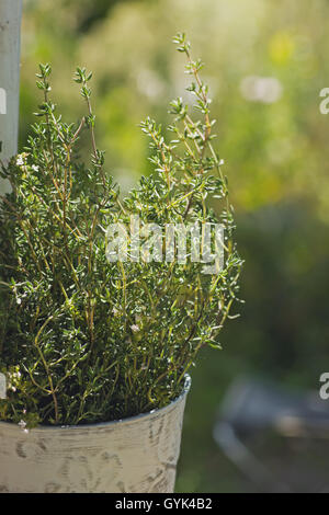 Thyme herb plant in pot Stock Photo