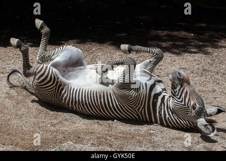 Grevy's zebra (Equus grevyi), also known as the imperial zebra rolling in the dust at Augsburg Zoo in Bavaria, Germany. Stock Photo