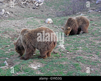 Kuterevo,refugee camp for young bears,Lika,Croatia,Europe,8 Stock Photo