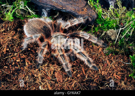 Tarantula (Grammostola Conception), bird spider in terrarium Stock Photo