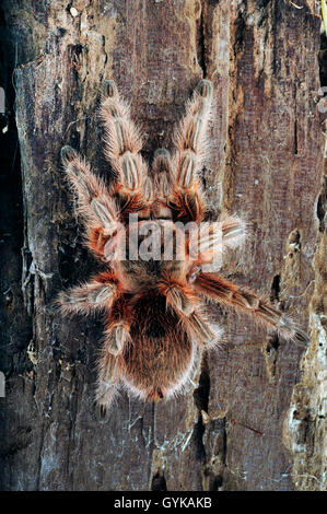 Tarantula Infested Tree a tarantula spider on a tree trunk, Amazon rainforest, Peru Stock Photo ...