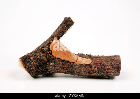 Praying mantis (Sphodropoda quinquedens), ootheca, cocoon of a preying mantis Stock Photo