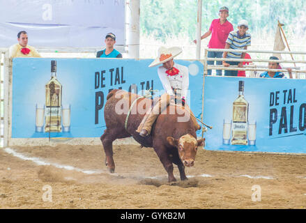 Charro Participates in a bull riding Competition at the 23rd International Mariachi & Charros festival in Guadalajara Mexico Stock Photo