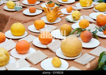 Different types of citrus fruits at spring fair Stock Photo