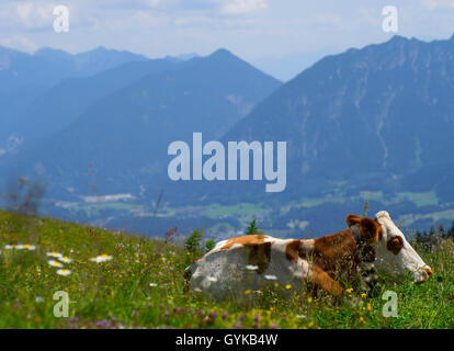 domestic cattle (Bos primigenius f. taurus), resting cow in front of mountain scenery, view over Reutte onto the Wetterstein Mountains, Austria, Tyrol, Region Hahnenkamm Stock Photo