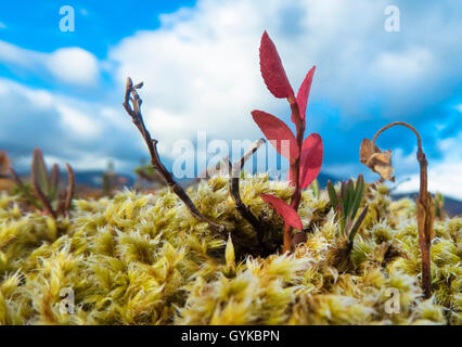 mountain bearberry (Arctostaphylos alpinus), autumn in tundra, Norway, Troms, Kvaloeya Stock Photo