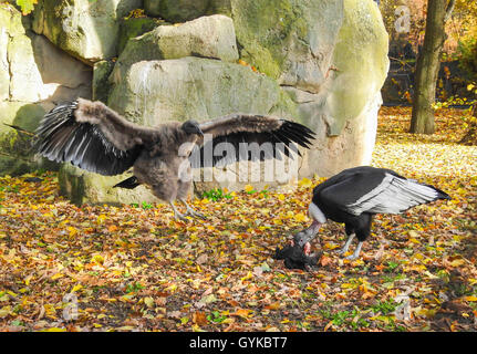 Andean condor (Vultur gryphus), female and juvenile Stock Photo