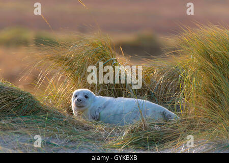 gray seal (Halichoerus grypus), young Grey Seal in dune grass, Germany, Schleswig-Holstein, Heligoland Stock Photo