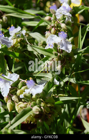 Spiderwort, Tradescantia andersoniana white flowers and leaves Stock Photo