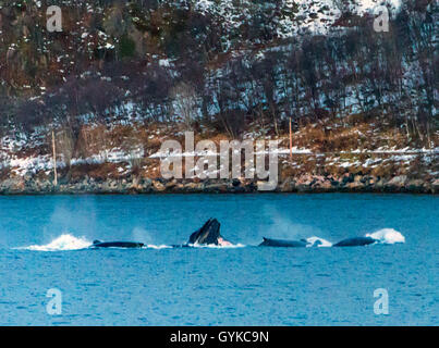 humpback whale (Megaptera novaeangliae), Humpback Whales feeding, Norway, Troms, Kvaloeya, Kattfjorden Stock Photo