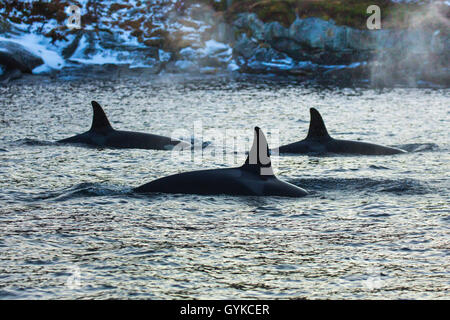orca, great killer whale, grampus (Orcinus orca), female hunting herrings , Norway, Fylke Troms, Senja