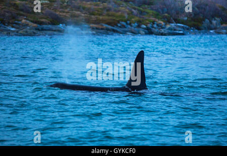 orca, great killer whale, grampus (Orcinus orca), male hunting herrings , Norway, Fylke Troms, Senja