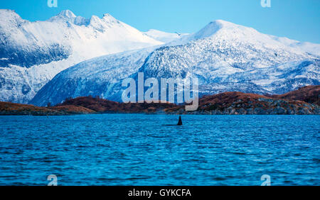 orca, great killer whale, grampus (Orcinus orca), male in a fjord, breathing, Norway, Fylke Troms, Senja Stock Photo