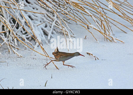 water rail (Rallus aquaticus), wals in snow, Germany Stock Photo