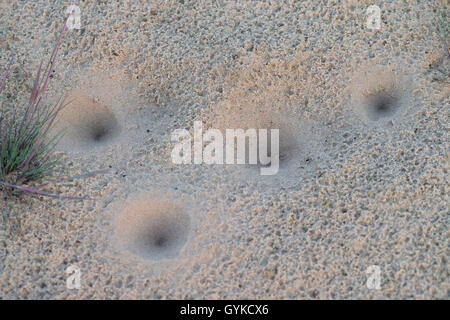 Antlion (Euroleon spec.), pits in the sand of a inland dune, Germany Stock Photo