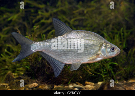 common bream, freshwater bream, carp bream (Abramis brama), swimming, Germany Stock Photo