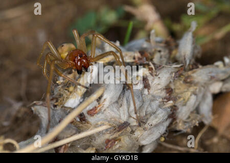 European sac spider (Cheiracanthium punctorium), Germany Stock Photo
