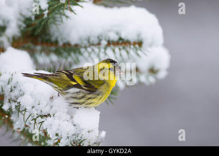 spruce siskin (Carduelis spinus), male on a snow covered spruce branch, Germany Stock Photo