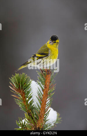 spruce siskin (Carduelis spinus), male on a snow covered spruce branch, Germany Stock Photo