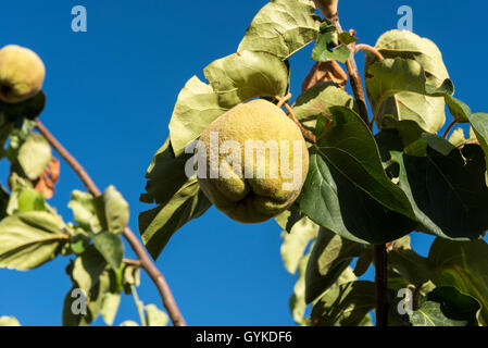 Quince foliage and ripening fruit. Kit is the sole member of the genus Cydonia in the family Rosaceae Stock Photo