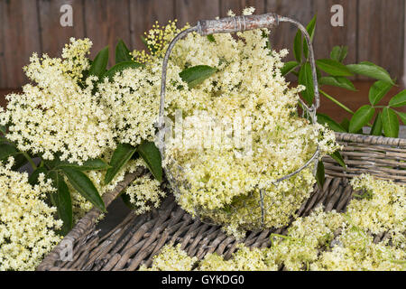 European black elder, Elderberry, Common elder (Sambucus nigra), flowers, collected for drying Stock Photo