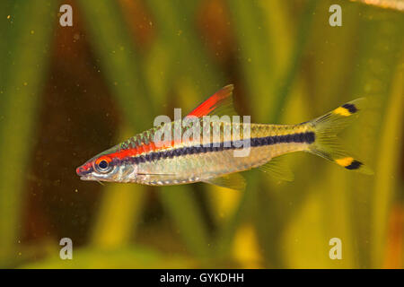 Red lined torpedo barb (Puntius denisonii, Sahyadria denisonii), swimming Stock Photo
