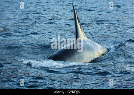 orca, great killer whale, grampus (Orcinus orca), big male submerging, Norway, Troms, Bergsfjorden auf Senja