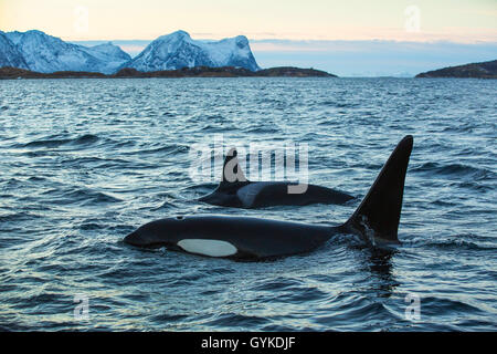 orca, great killer whale, grampus (Orcinus orca), female and male swimming together, Norway, Troms, Senja