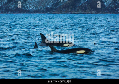orca, great killer whale, grampus (Orcinus orca), emerging group of females, Norway, Troms, Bergsfjorden auf Senja
