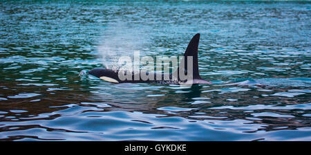 orca, great killer whale, grampus (Orcinus orca), exhaling male swimming in the proximity of the shore, side view, Norway, Troms, Senja Stock Photo