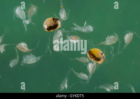 ostracods (shell-covered crustaceans), seed shrimps (Ostracoda), swimming between cyclopses Stock Photo