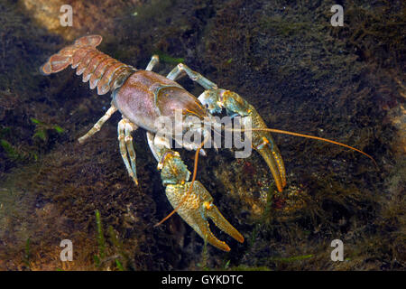 Stone crayfish, Torrent crayfish (Astacus torrentium, Austropotamobius torrentium, Potamobius torrentium, Astacus saxatilis), male, Germany Stock Photo