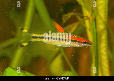 Red lined torpedo barb (Puntius denisonii), swimming Stock Photo