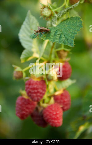 Stink bug on the leaf of raspberry looking for ripe berries Stock Photo