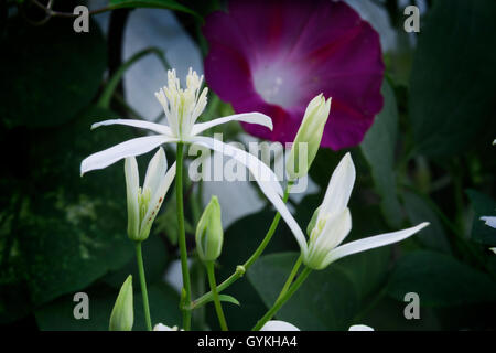 Clematis blossoms growing on a trellis with a morning glory blossom in the background. Stock Photo