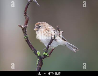 Redpoll (carduelis flammea) perching on a branch in winter Stock Photo