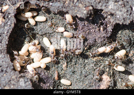 Lasius niger [black garden ant] exposed from under paving slab. Workers removing eggs. UK July Stock Photo