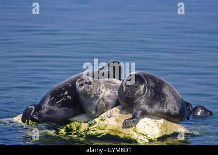 Nerpa, world's only freshwater seal, found only in Lake Baikal. Population may be declining, possibly a threatened species. Stock Photo