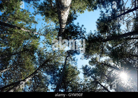The tops of the pines overhead and the blue sky. Stock Photo