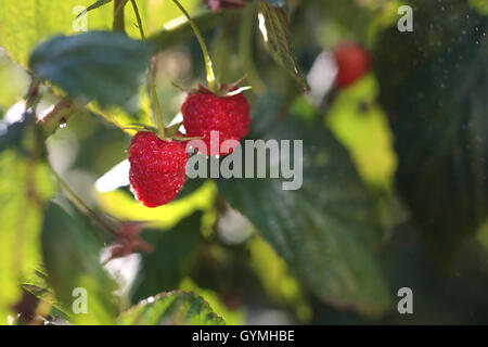 Raspberry bushes. Crimson ripe raspberries on the bush Stock Photo