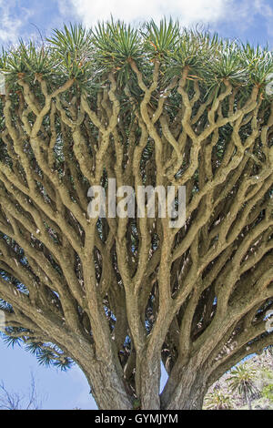 Dragon Tree: Dracaena draco.  La Gomera, Canary Islands.