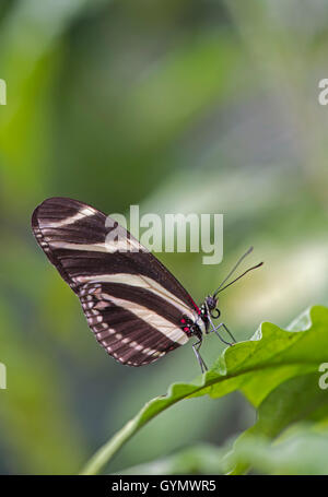 Zebra Longwing Butterfly: Heliconius charitonius. Stock Photo