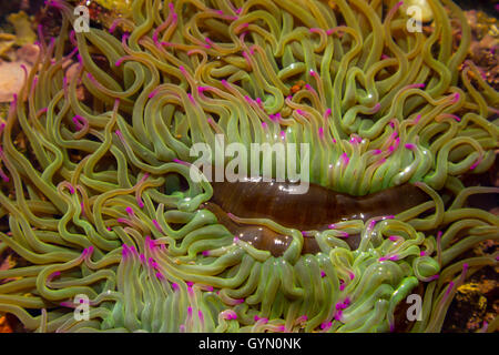 Snakelocks anemone ( Anemonia viridis) in a tidal pool Stock Photo